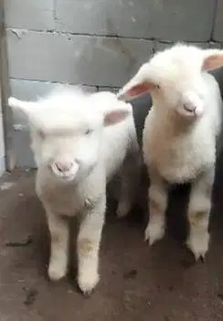 4 ekor cempe anakan domba hias merino 4 bln 1 jantan 3 betina jamin ok