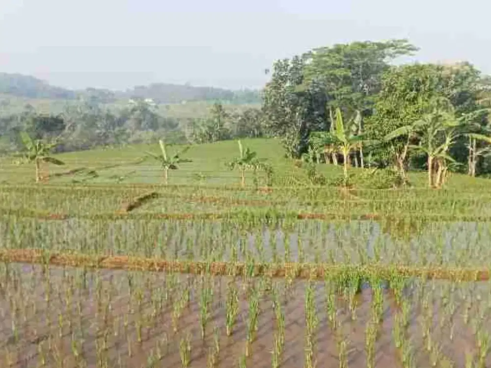Sawah Murah & Produktif 4800 m,Dekat Pintu Tol, Darangdan, Purwakarta.