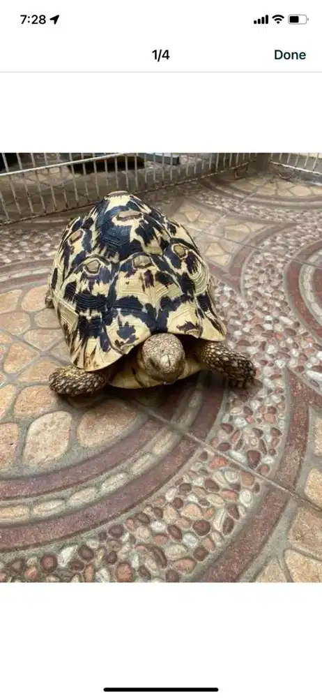 Pardalis ( sepasang )