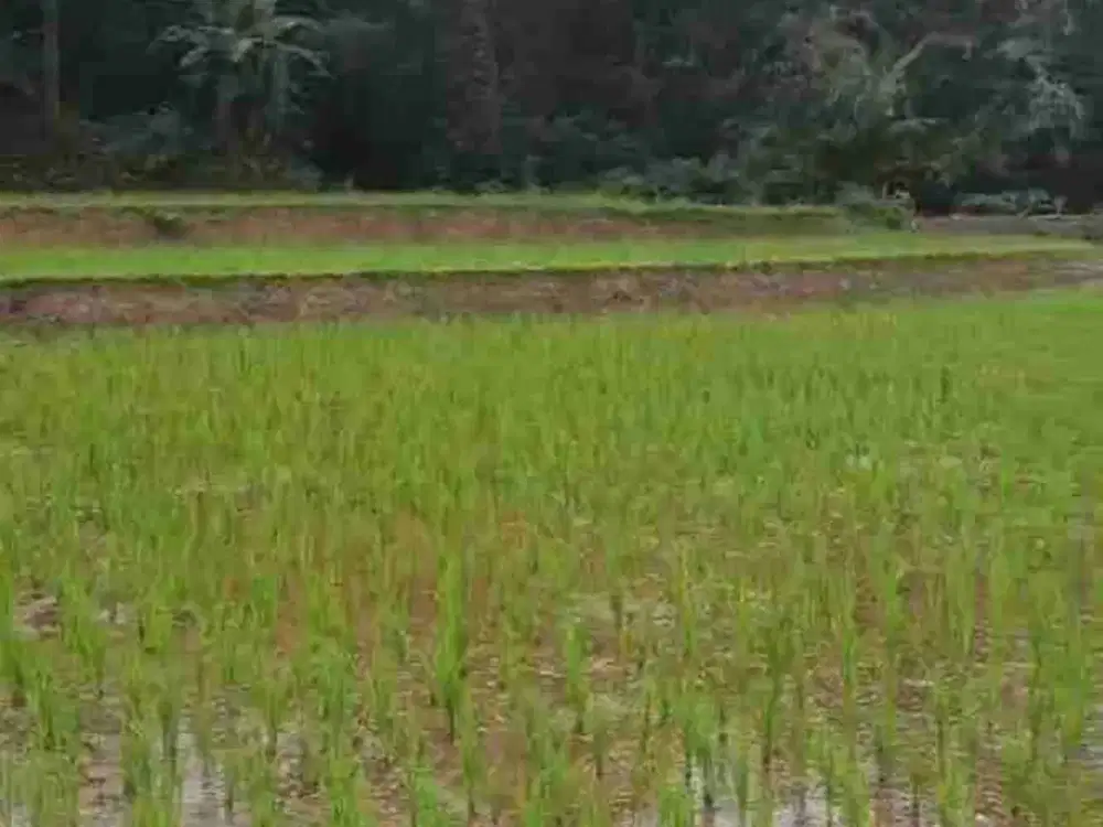 Sawah Produktif Lt. 10300 m, Dekat Pintu Tol 4 Km, Darangdan, Purwakarta.