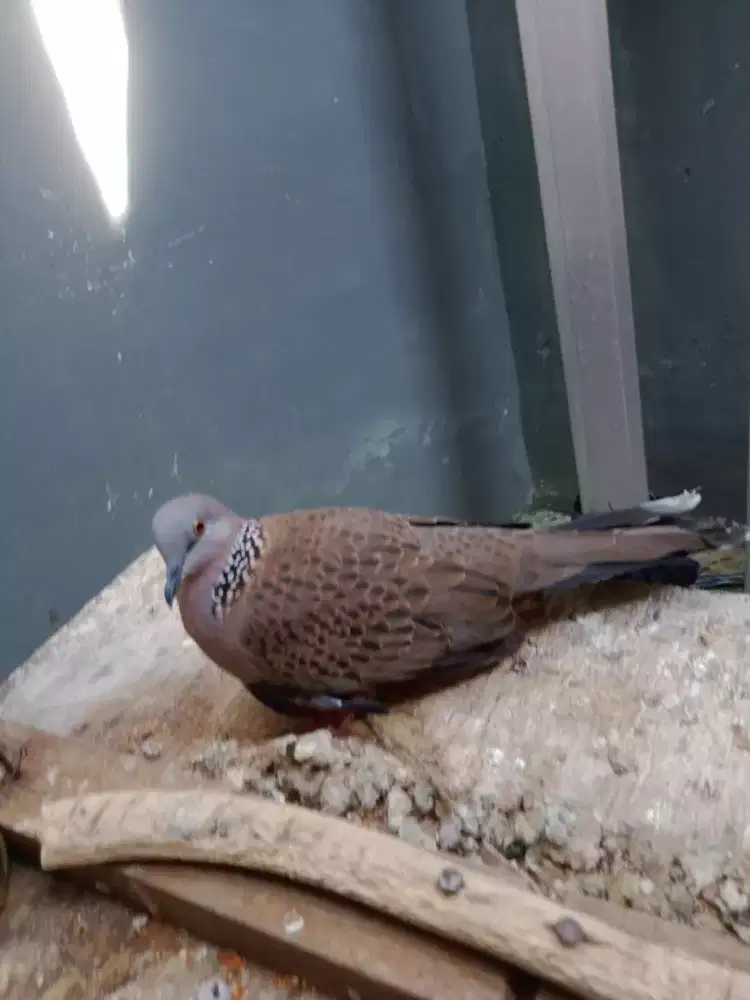 Tekukur kuk 1 cetrekan ..usia 3 tahun lokasi Depok