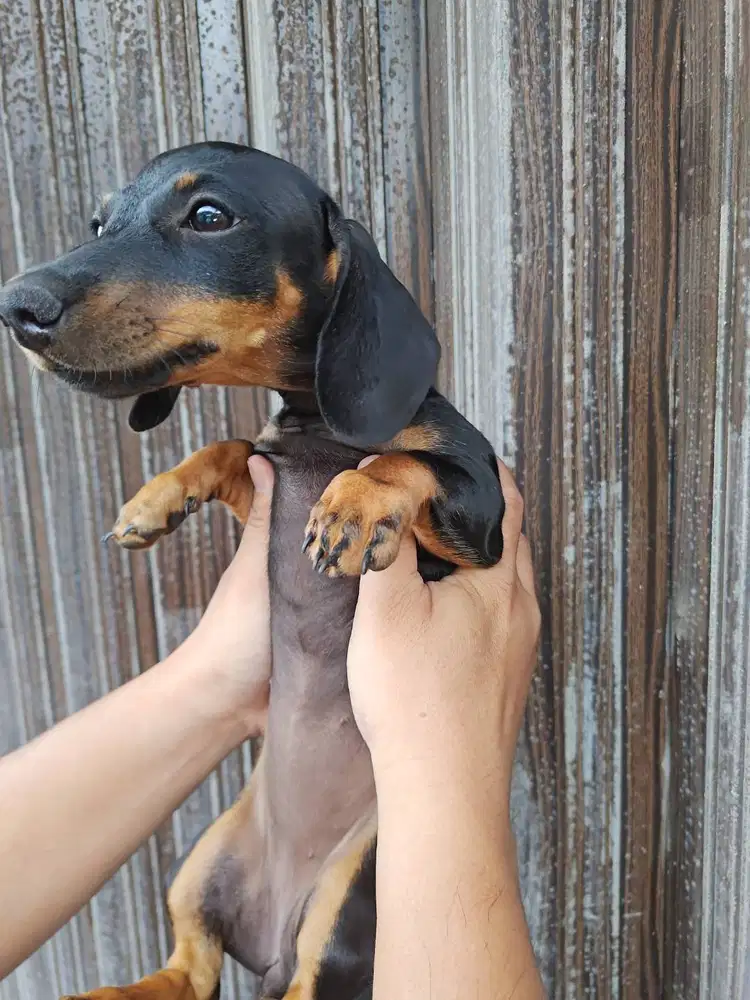 TEKEL/DACHSHUND 1CEWE 1COWO dappled dob30/7/25 NO-VACCINE NO-STAMBOOM
