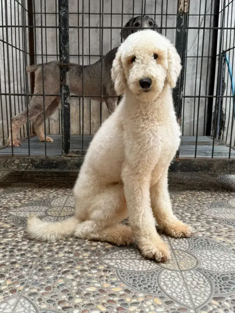 Giant Poodle Apricot & Silver Party