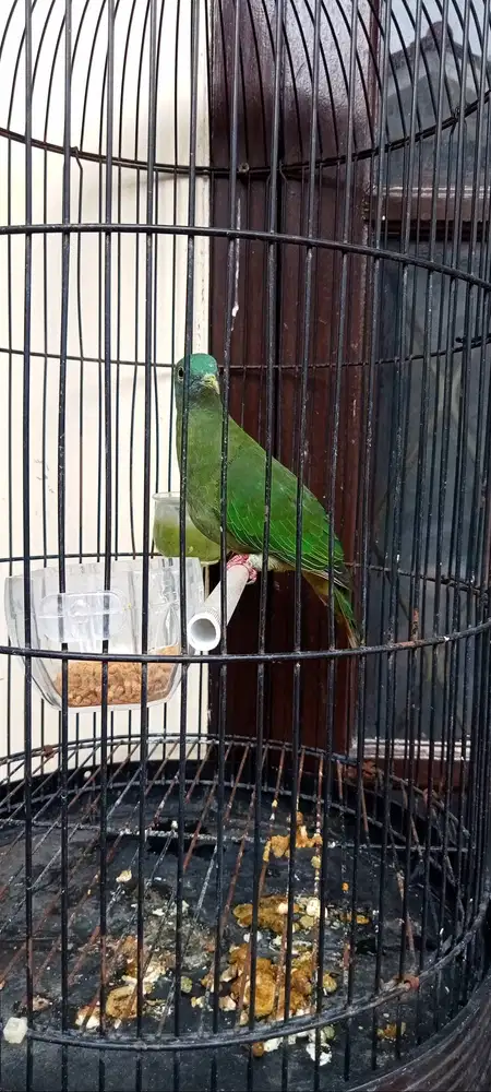 Perkutut lumut antik