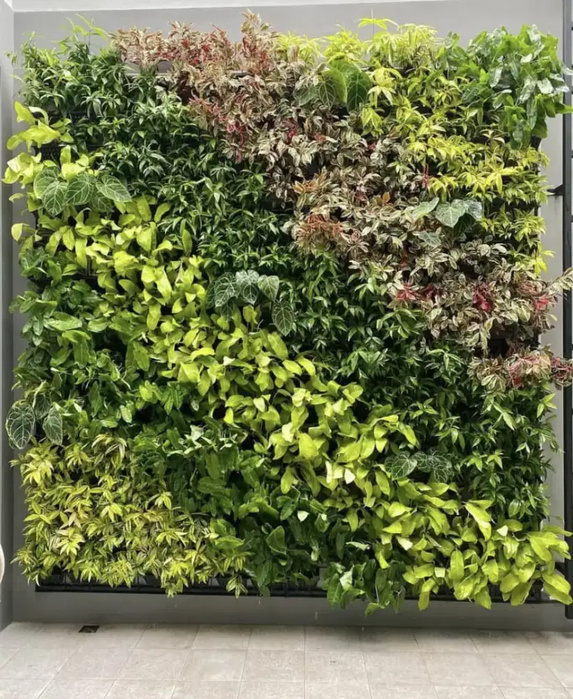 Tukang taman vertikal garden tanaman asri