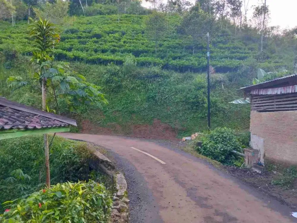 Kebun Teh & Cengkeh, Pinggir Jalan Raya, Omzet Puluhan Juta, Darangdan, Purwakarta.