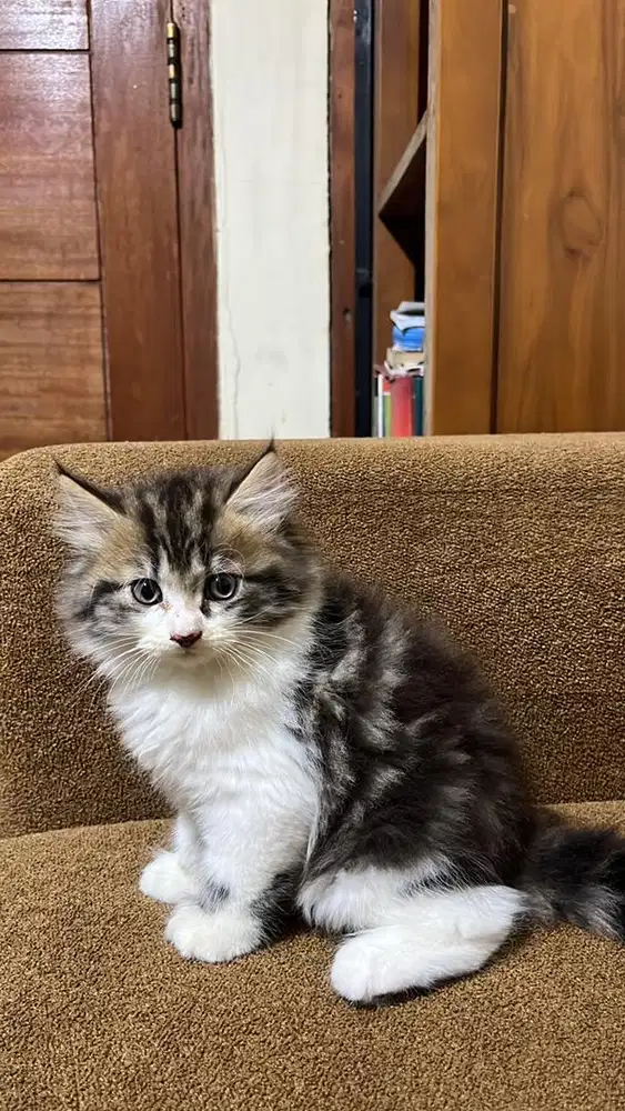 Lepas adopt bermahar non pure mainnecoon