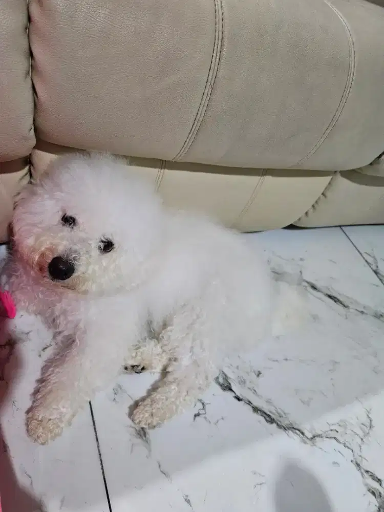 Adopsi anjing bichon