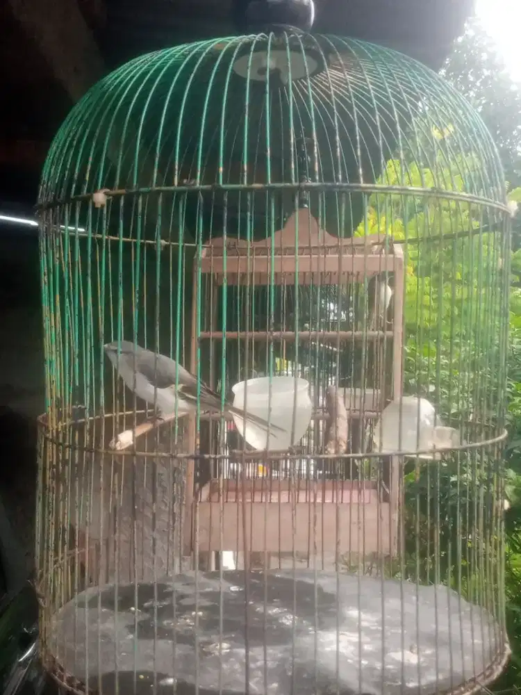 Burung Mantenan gacor