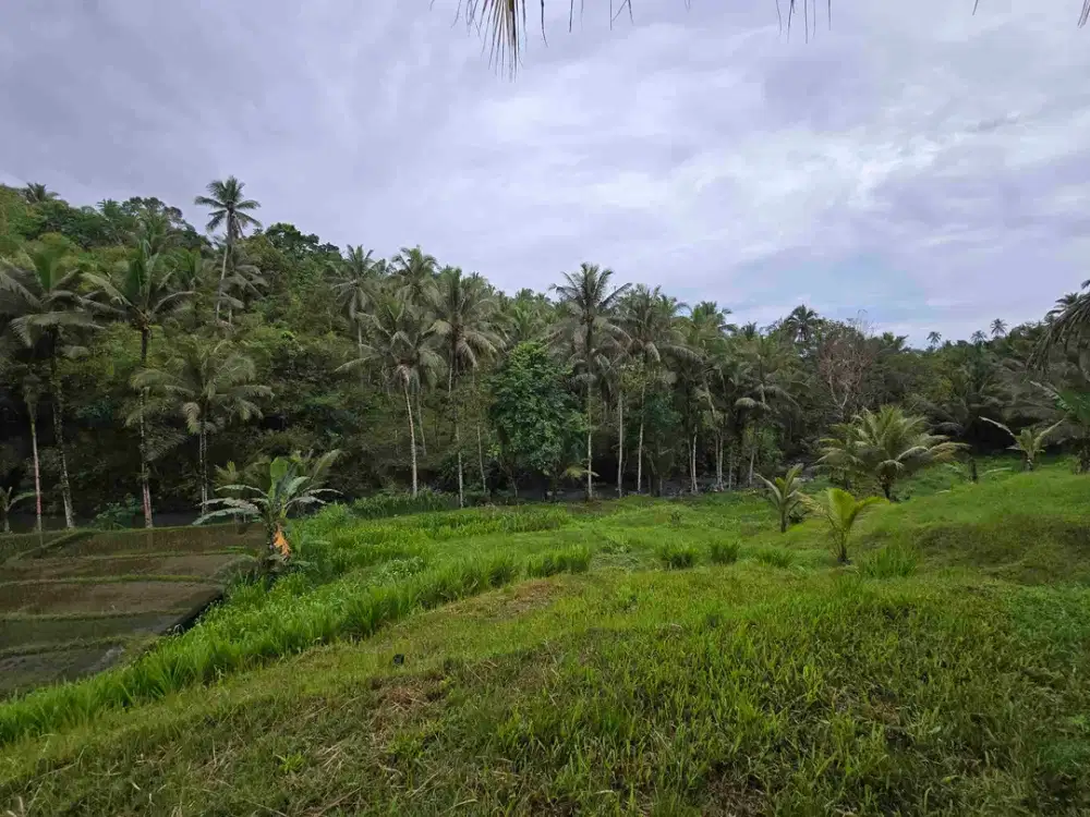Dijual tanah los sungai dan vieq sawah murah di bali