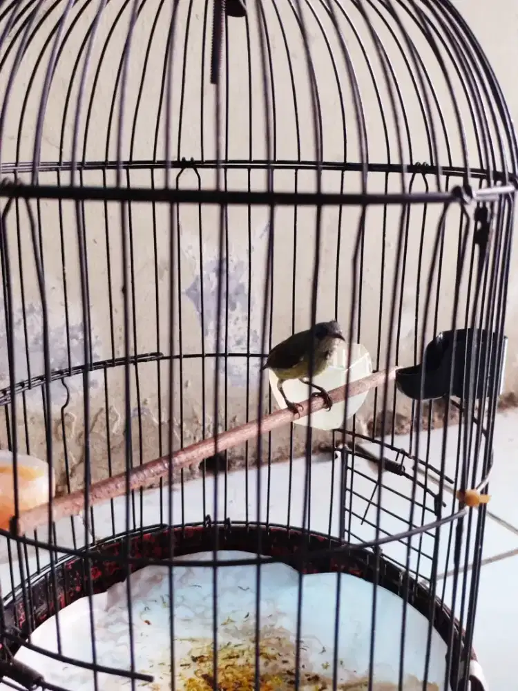 Jual Burung Konin Ijoan