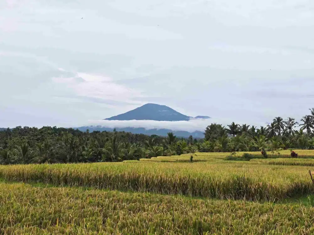 Dijual tanah view exotik sawah dan gunung di tabanan bali