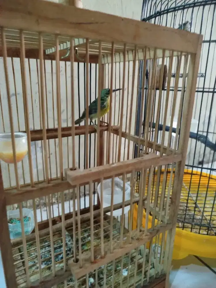 Jual Kolibri Kelapa Jantan Ijoan notol