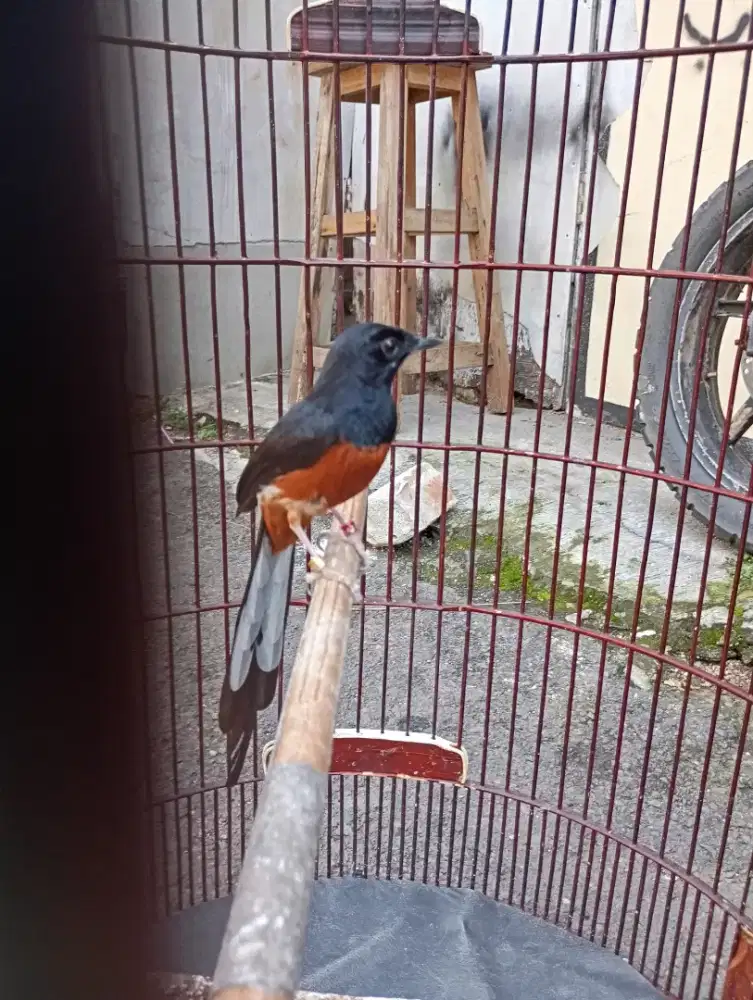 Di jual murai batu medan punya temen