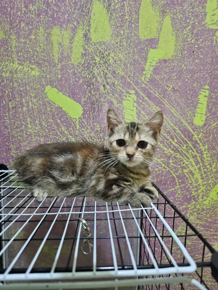 Munchkin standart kitten betina