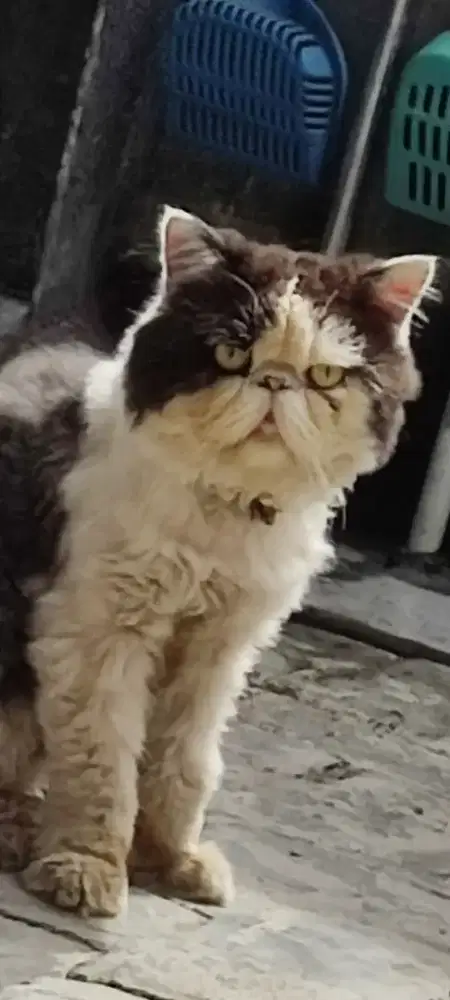 Kucing Peaknose persia pesek jantan dewasa lepas adopsi