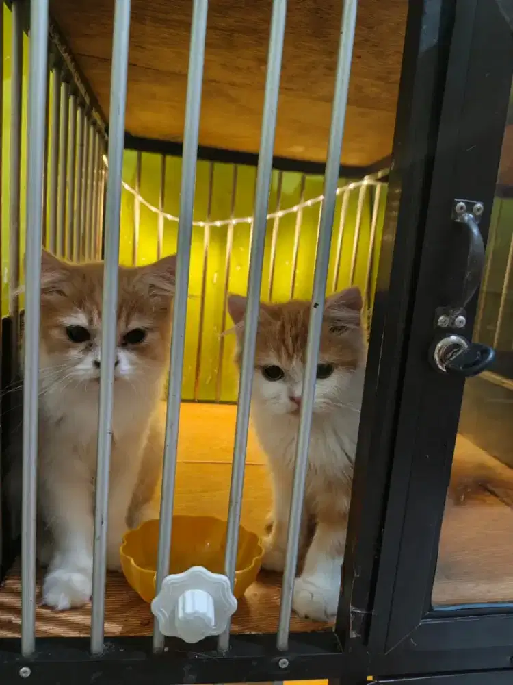 Scottis straight kitten jantan