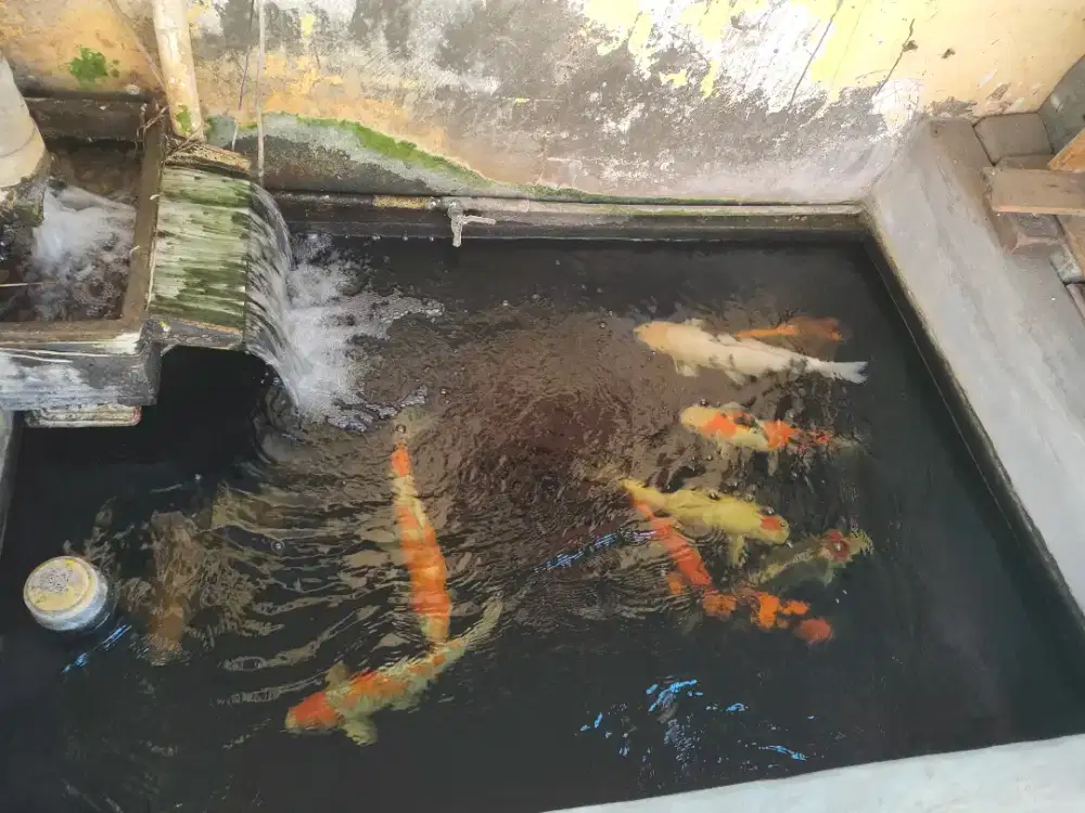JUAL IKAN KOI JUMBO / BIG SIZE
