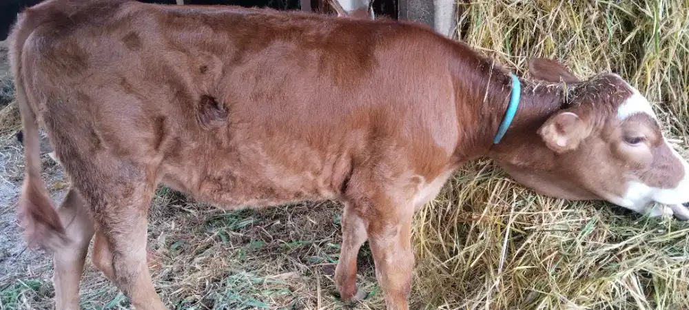 Pedet umur 3 bln lbh peranakan sendiri