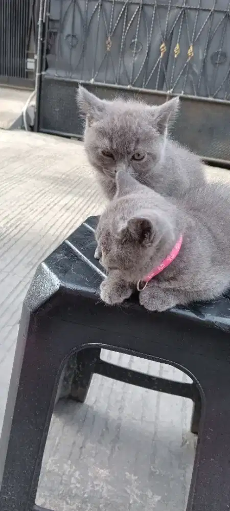 KUCING BSH BLUE SOLID