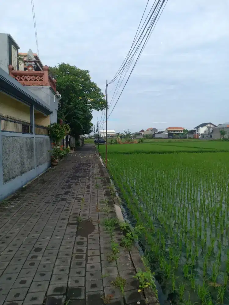 TANAH 2 ARE PURA DEMAK LANGKA VIEWW SAWAH