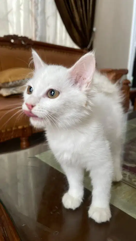 open adop kucing kitten betina