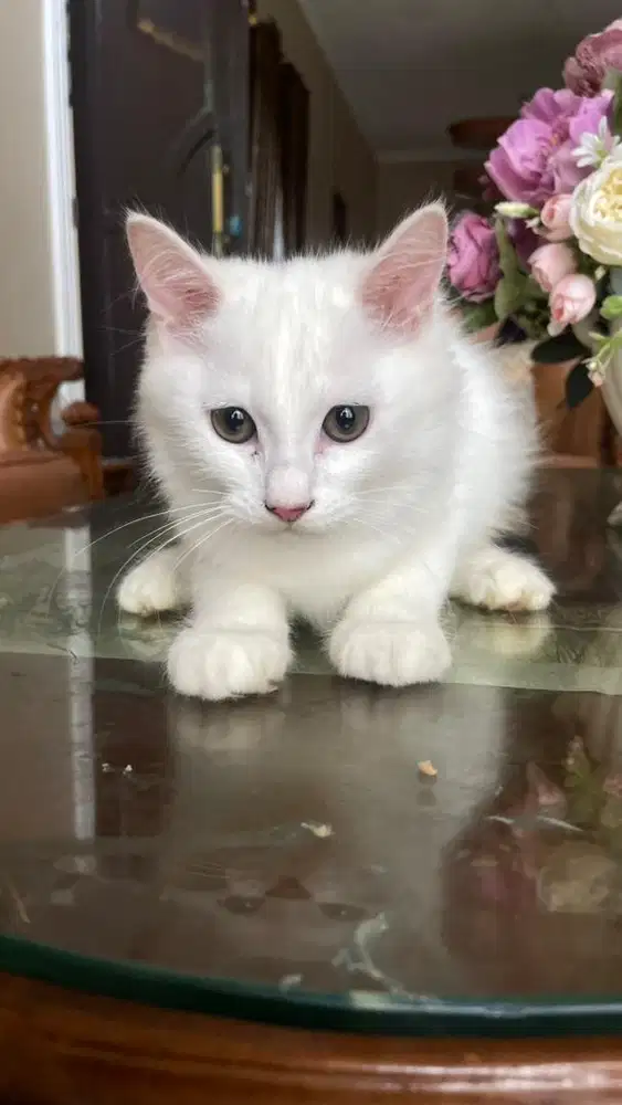 adopsi kucing kitten jantan