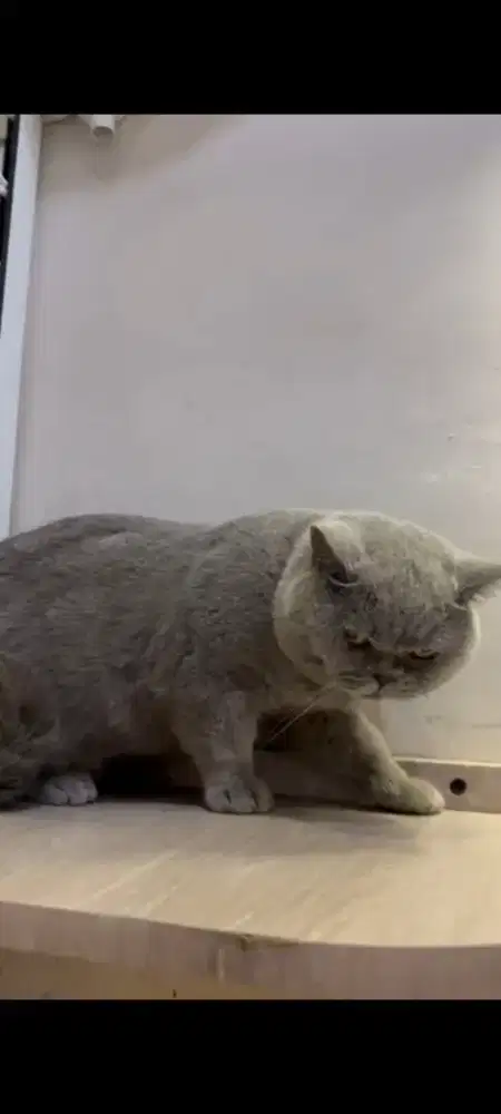 Kucing BSH kucing british short hair blue