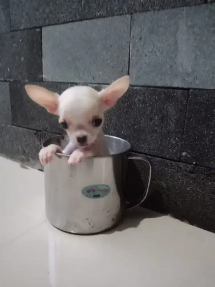 Puppy Chihuahua teacup