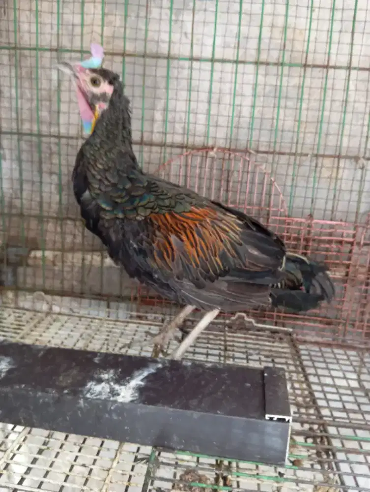 Ayan Hutan Hijau Rawatan lama