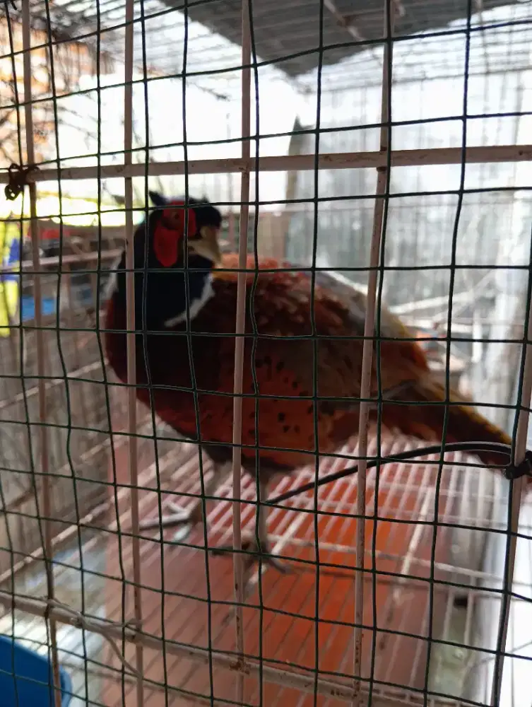 Ayam Ring Neck Pheasen ( pendeteksi gempa)