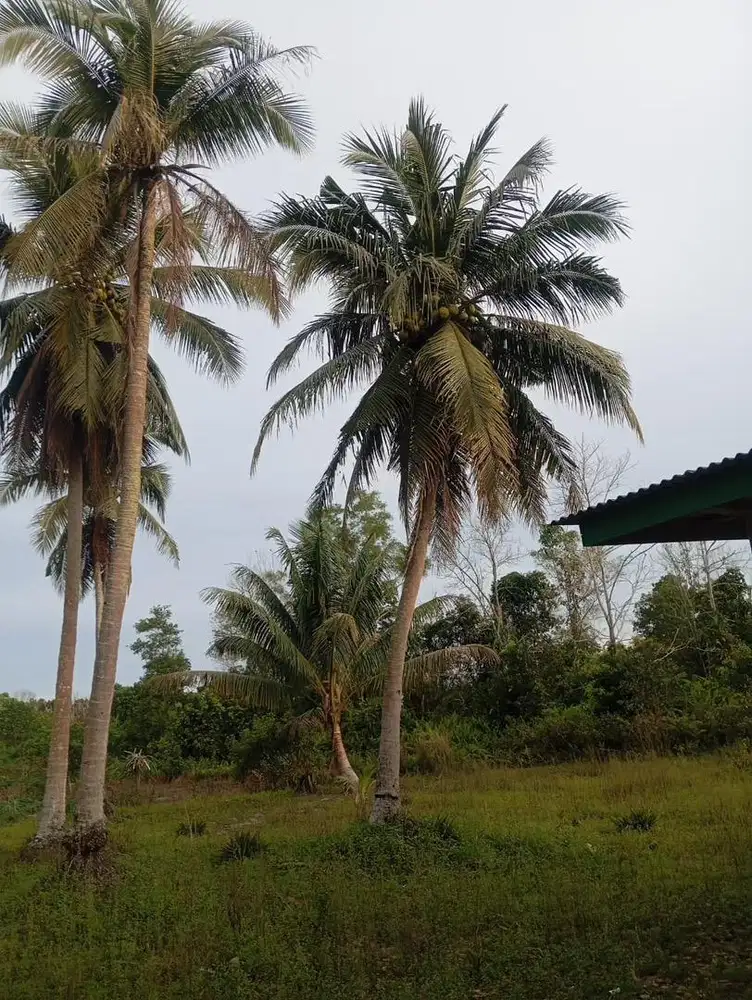 Jual tanah 1,1 hektar dan rumah di kota sunga liat