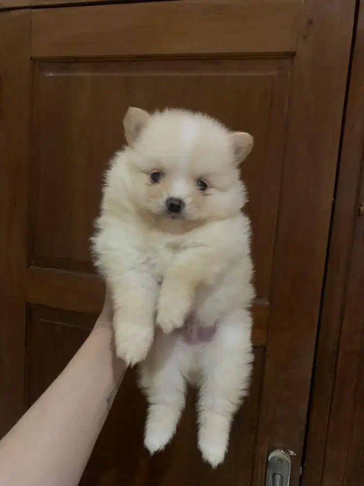 Minipom jantan lucu
