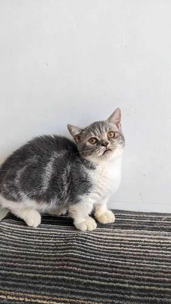 Kucing munchkin