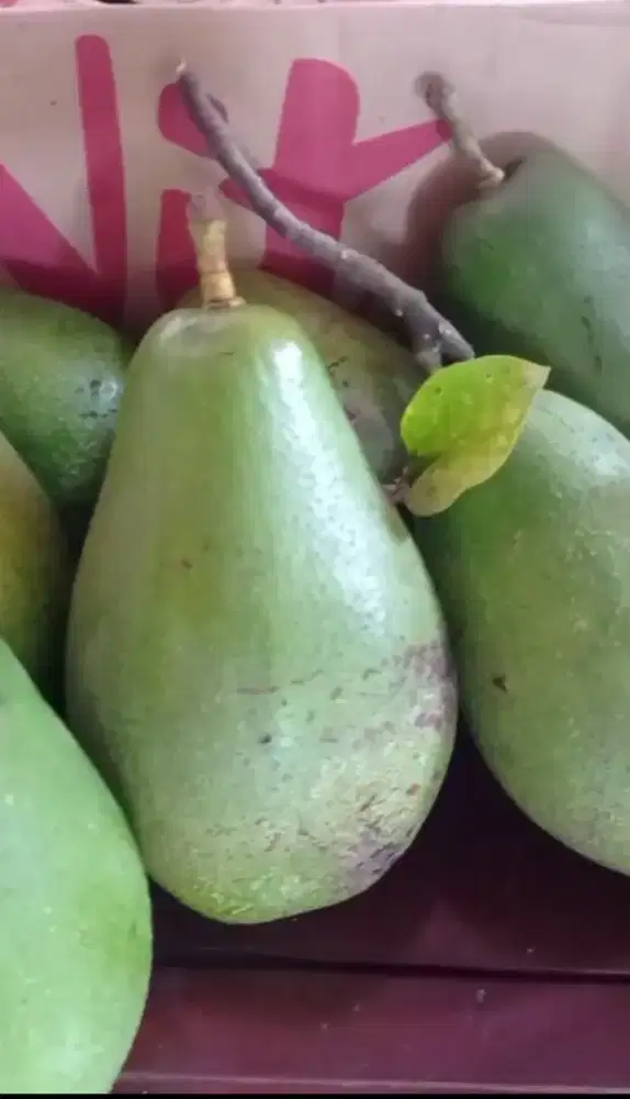 Buah alpukat mentega aligator