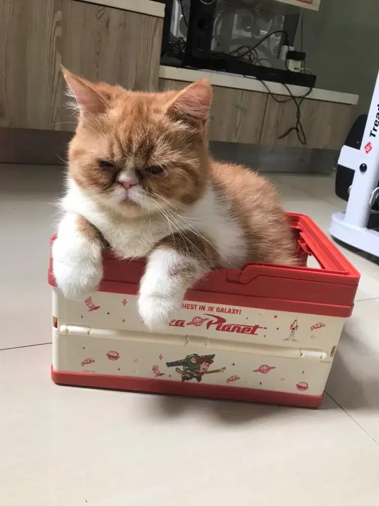 READY ADOPTS PERSOA EXOTIC  BETINA(6bln)