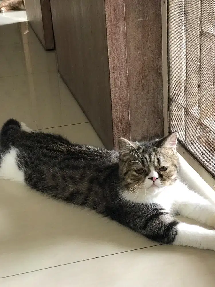 READY ADOPTS PERSIA EXOTIC JANTAN (6bln)