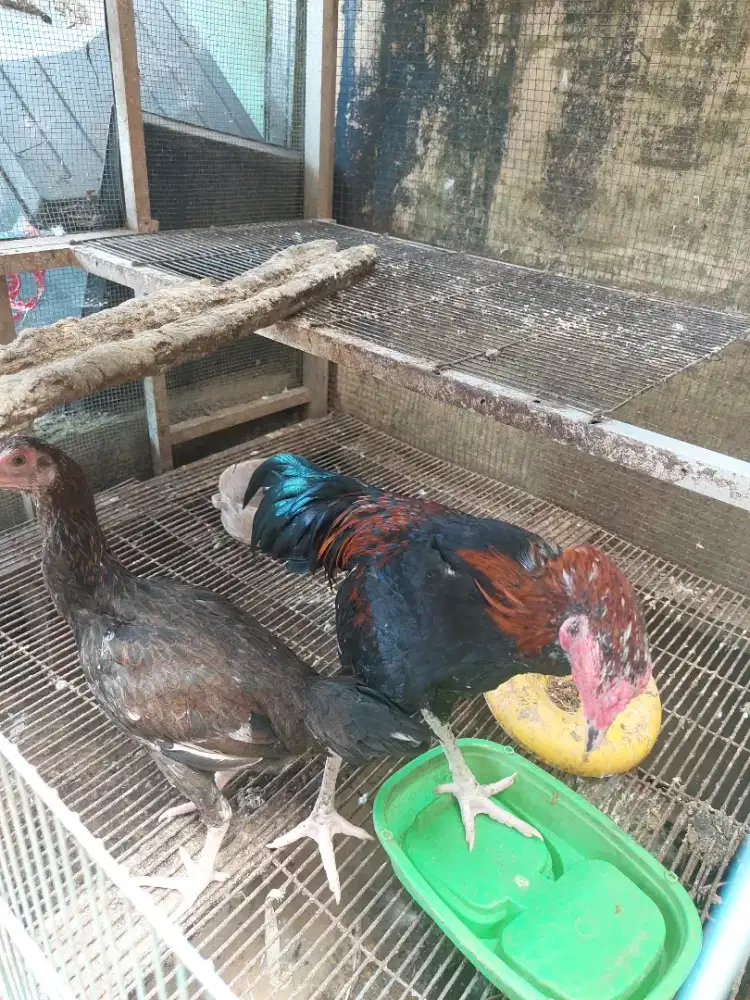 Sepasang ayam bangkok