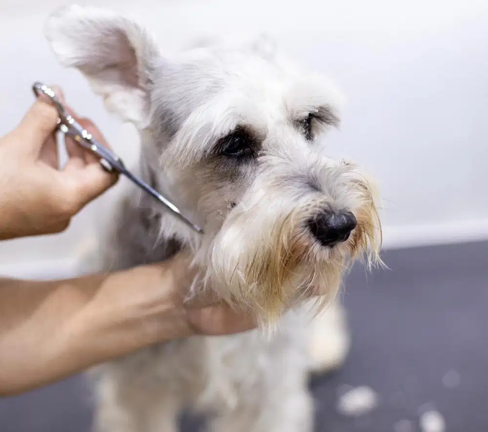 Semi hibah schnauzer betina