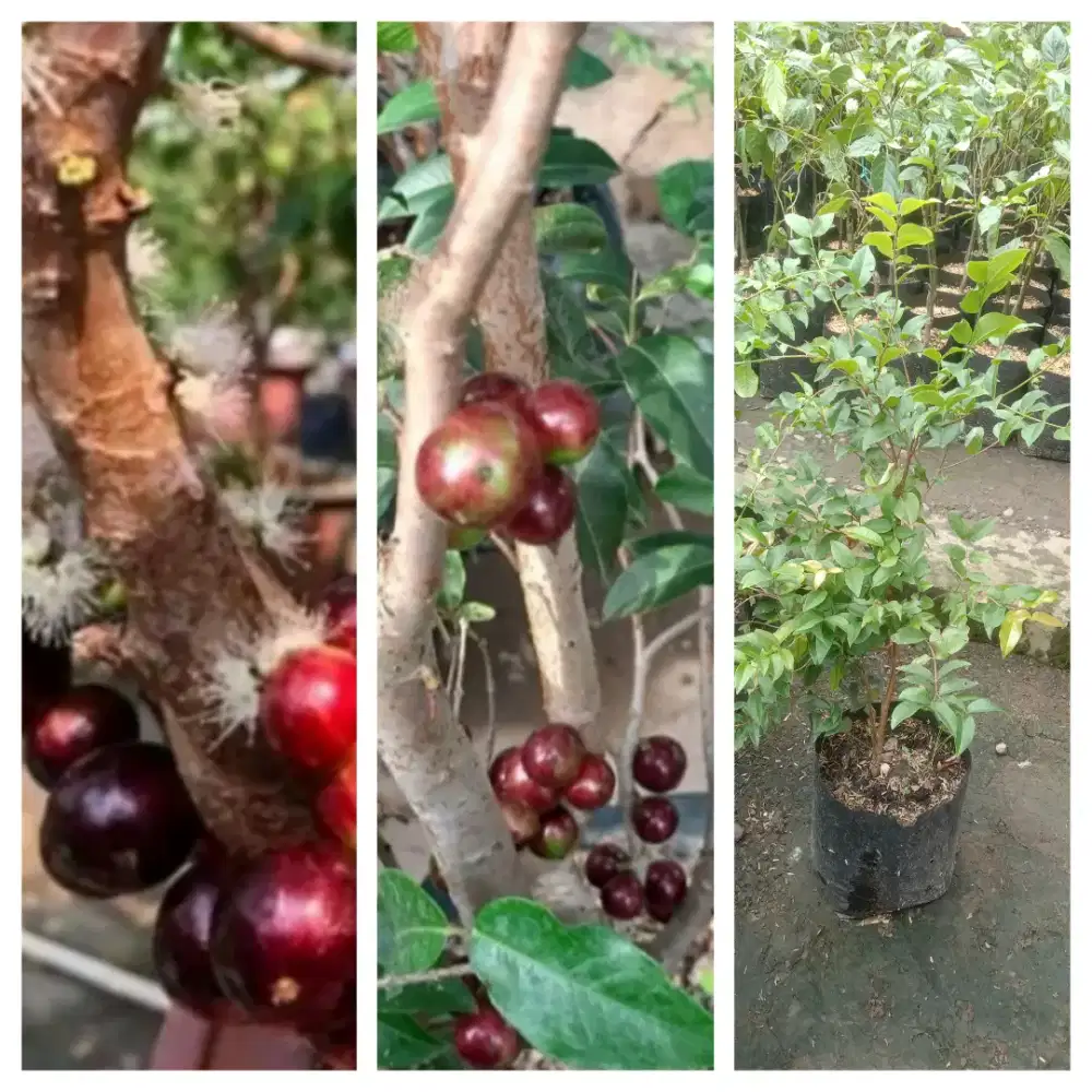 Bibit anggur pohom escarlet merah