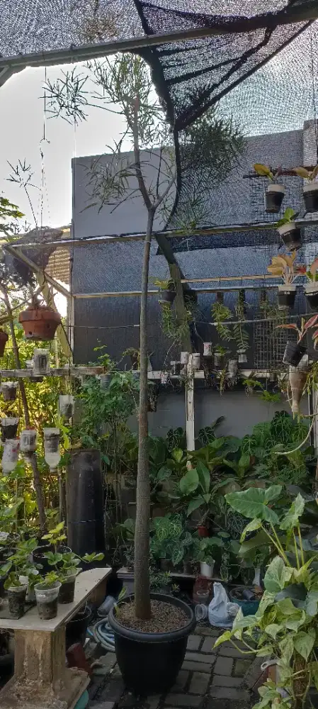 Bottle tree (Brachyciton Rupestriss)
