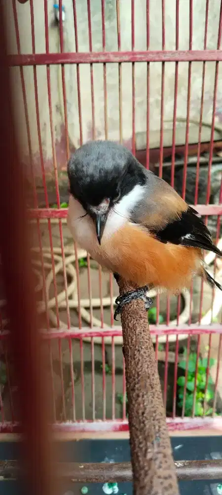 Di jual burung pentet jatim,kacer,dan cipow FS