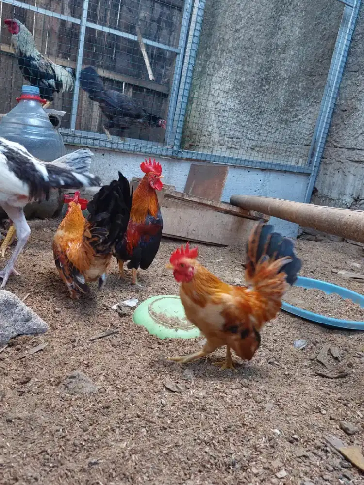 Ayam tema ( Kate serama )