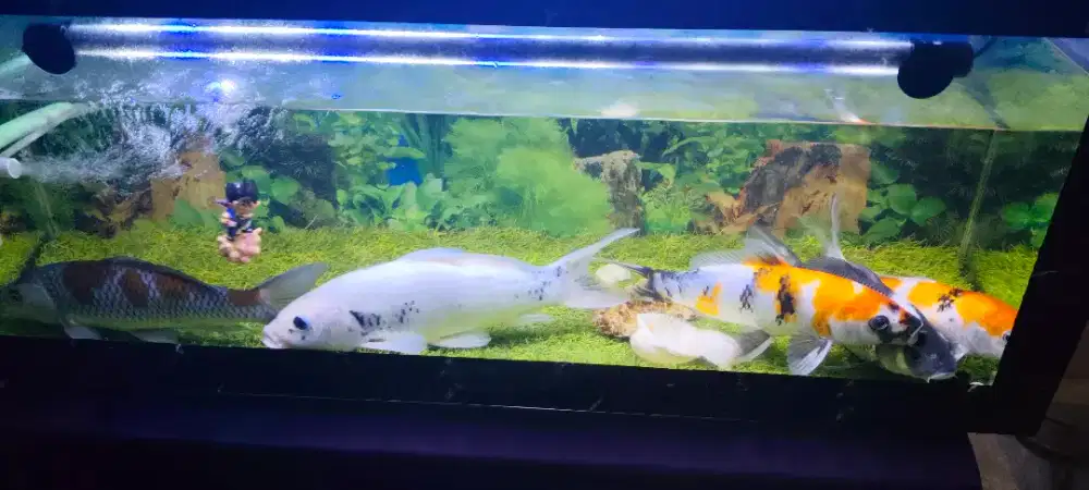 Jual paket koi lengkap aquarium