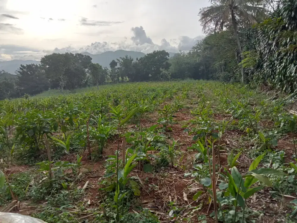 Di jual lhan tanah darat lt 9000 mtr ss ajb bisa untuk petrenakan