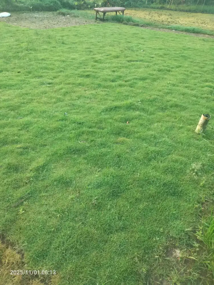 Tanaman Rumput swiss