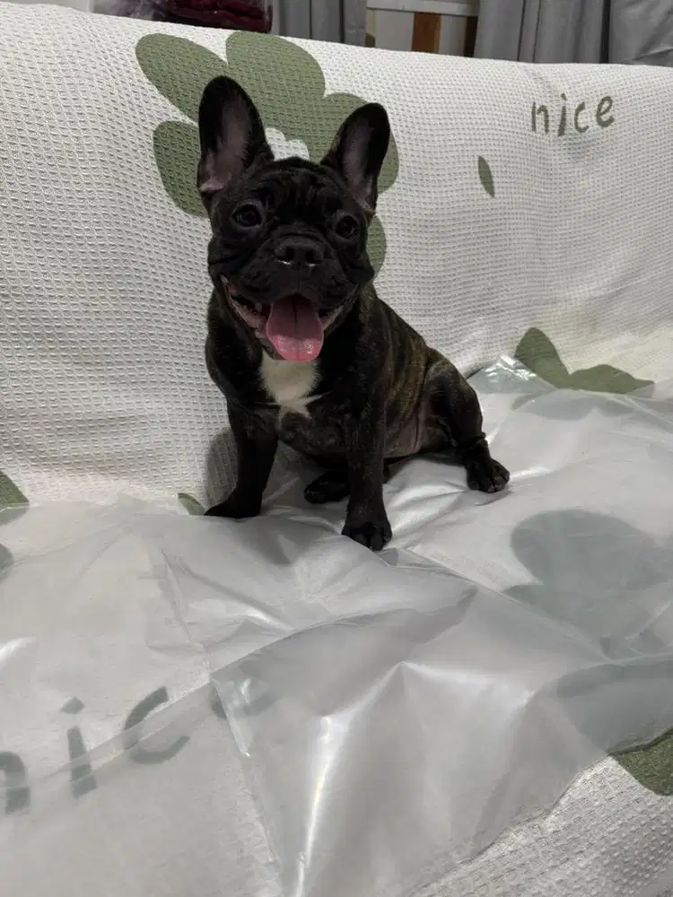 Puppy French Bulldog