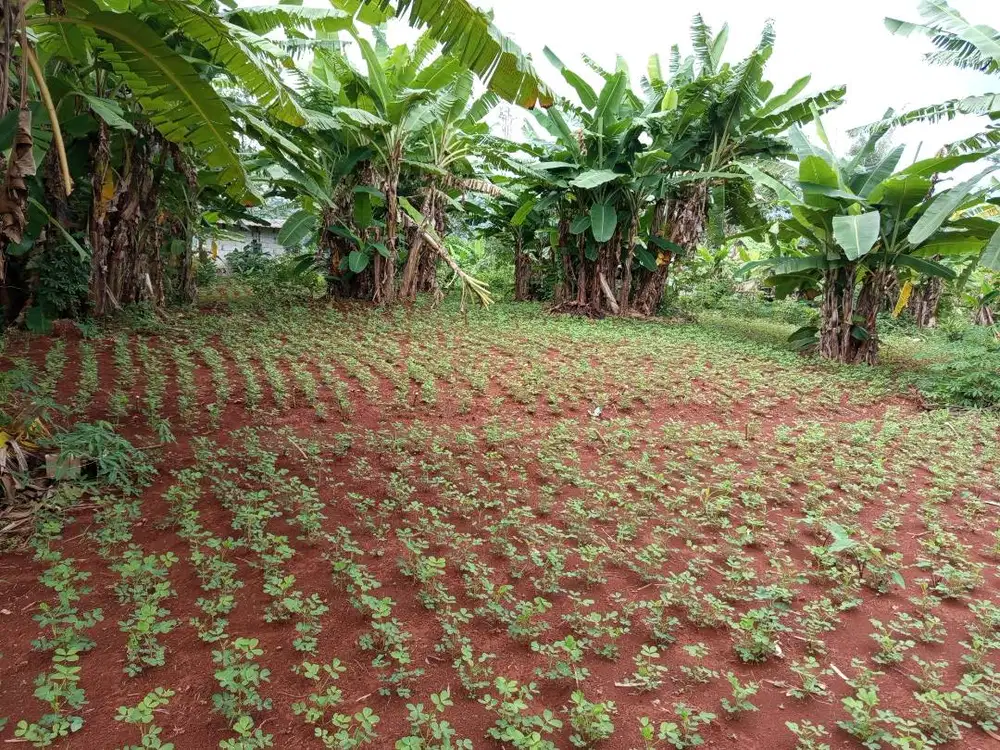 Jual tanah murah di ungaran