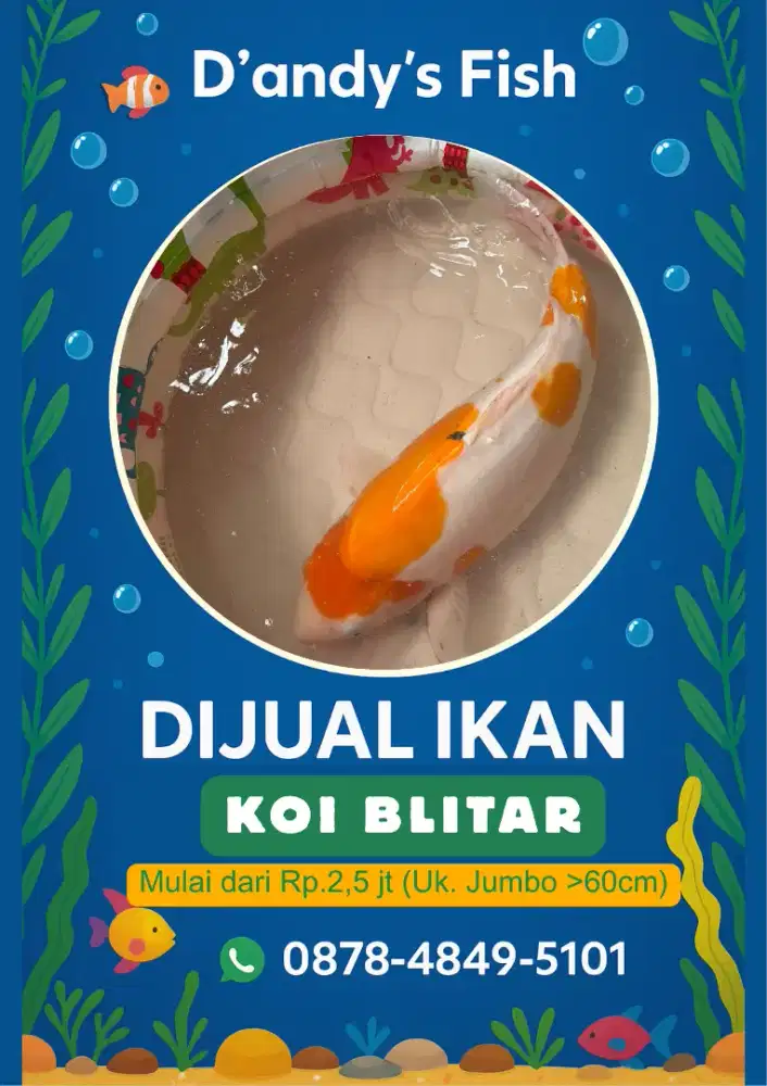 Ikan koi blitar