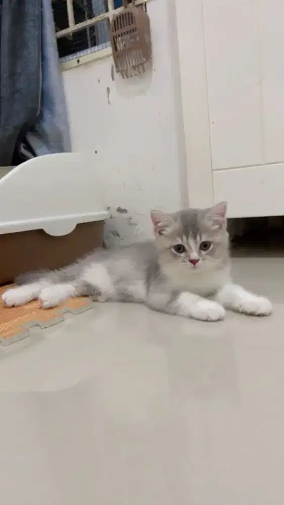 British shorthair x scottish fold